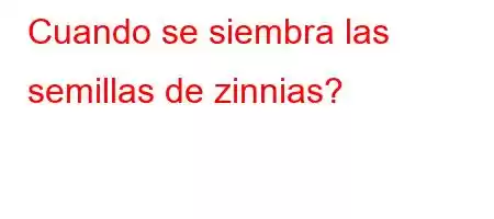 Cuando se siembra las semillas de zinnias