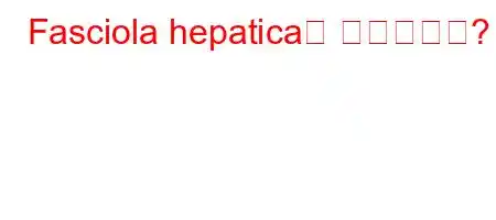 Fasciola hepatica는 무엇입니까?